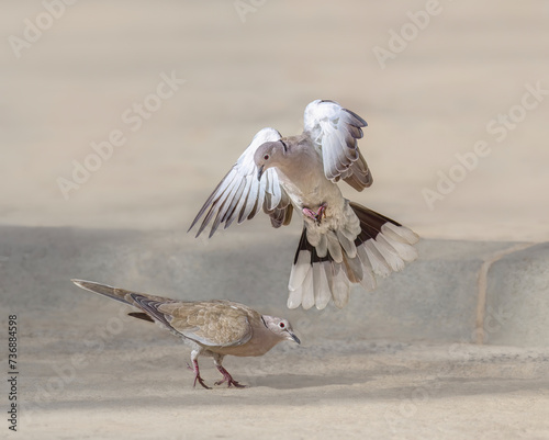 Two eurasian collared dove, Streptopelia decaocto, fighting with each other, Fuerteventura, Canary Island, Spain