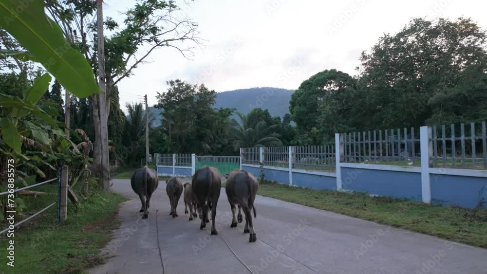 Asian Buffalo Herd Grazing near Village Road