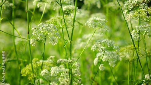 The cow parsley, Anthriscus sylvestris, is an umbelliferous plant. The wild chervil grow in meadow. Kupyr on a summer day, close-up, side view. White flowers on a green background.	 photo