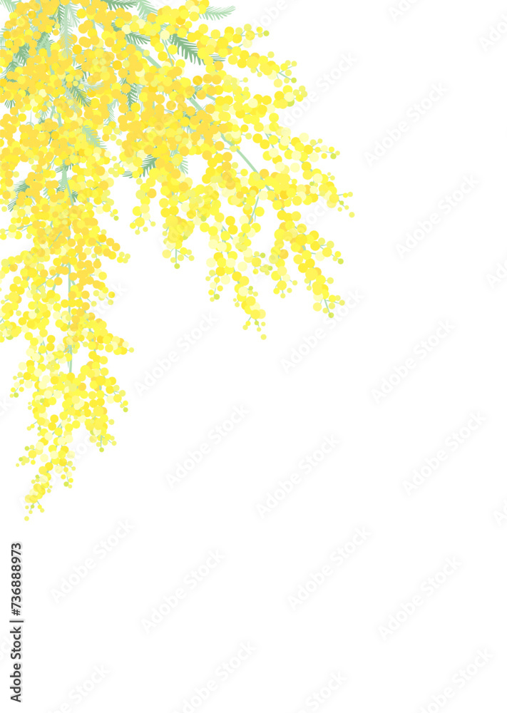 Obraz premium ミモザの花 白バック