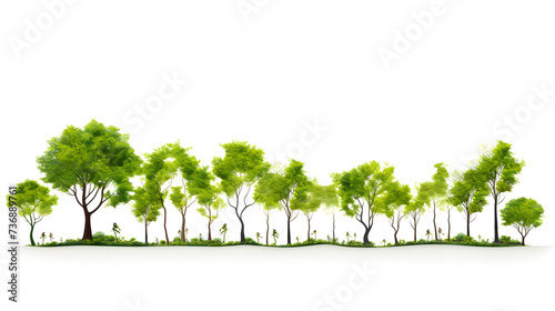 Watercolor forest or Tree side view isolated on white background for landscape,, Collection of various types of trees like oak spruce dogwood crape koa maple willow pine