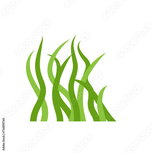 aquatic marine algae plants