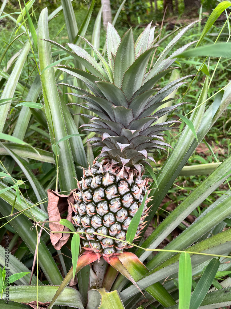 Pineapple growing in the garden Pineapple growing in the garden