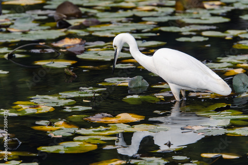 A great white heron in a pond in a park on the outskirts of Tokyo