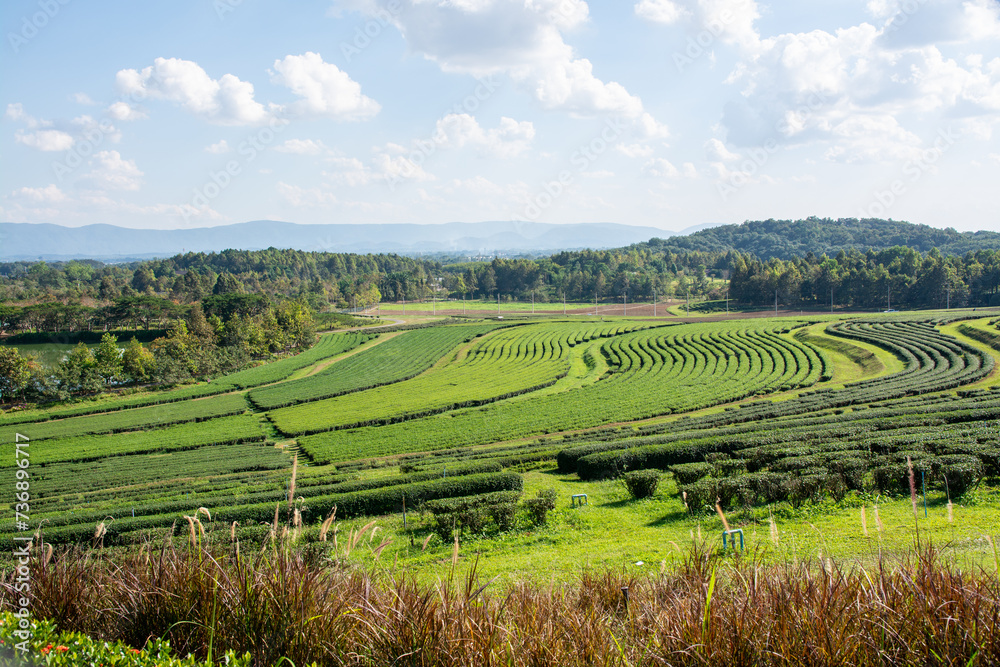 Tea plantation in Singha Park , Chiang Rai in Thailand