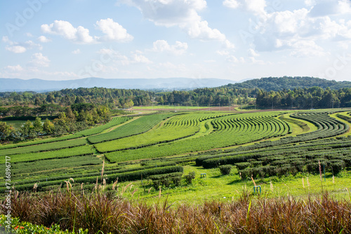Tea plantation in Singha Park   Chiang Rai in Thailand