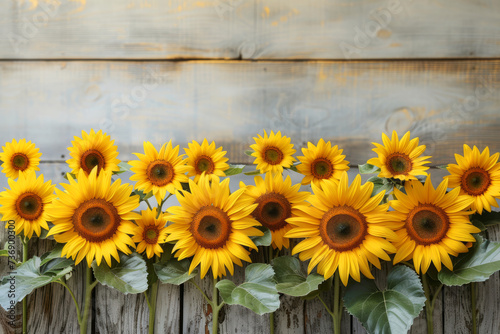Sunflowers Against White Distressed Wooden Backdrop. Sunflowers with a bright yellow hue stand against a white distressed wooden background, offering a contrast of color and texture.