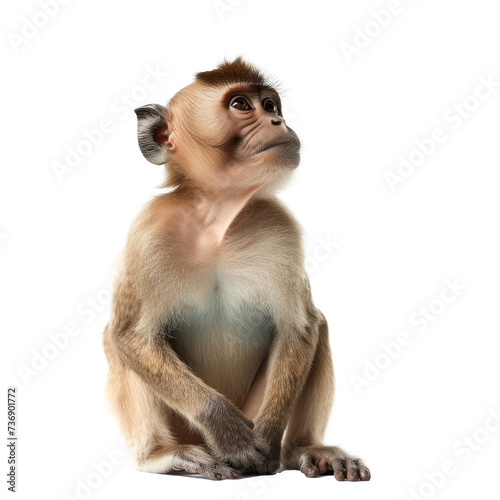 Male monkey hamadryad on transparency background PNG photo