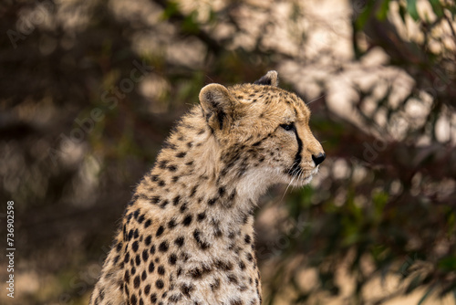 Cheetah at Monarto Safari Park, South Australia photo