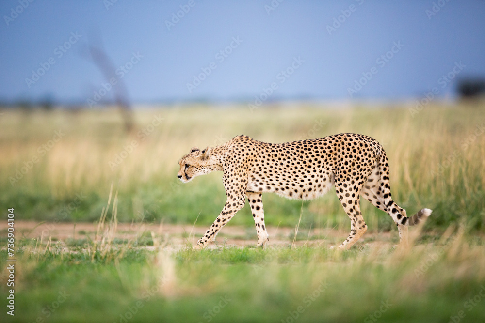 Obraz premium A cheetah walking, stalking in the green and brown grass fields or savannah in Africa.