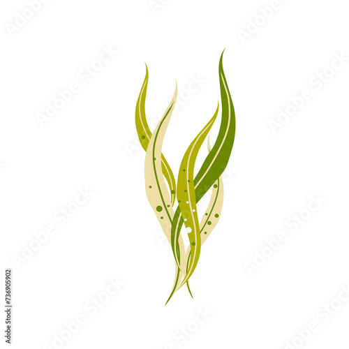 Seaweed illustration