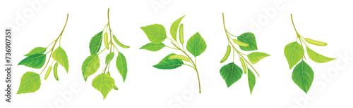 Green Birch Twigs with Catkins and Leaf on Stem Vector Set