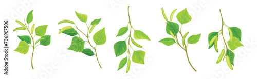 Green Birch Twigs with Catkins and Leaf on Stem Vector Set