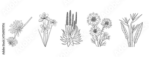 Set of hand drawn African native plants and flowers. Simple black and white vector illustration photo
