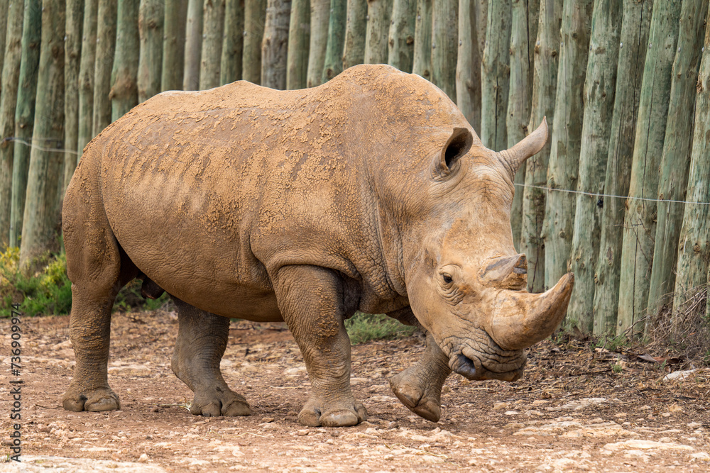 Fototapeta premium White rhino at Monarto Safari Park, South Australia