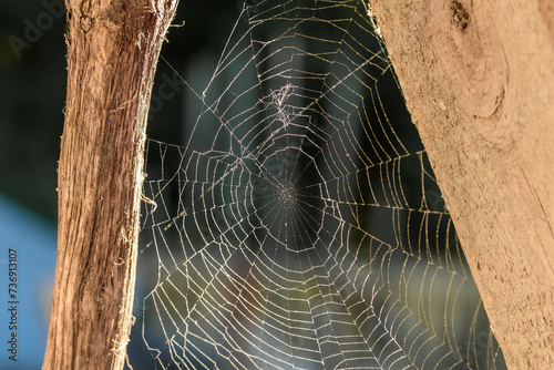 Piękna duza oświetlona słońcem pajęczyna utkana przez pająka pomiędzy drewnianymi deskami