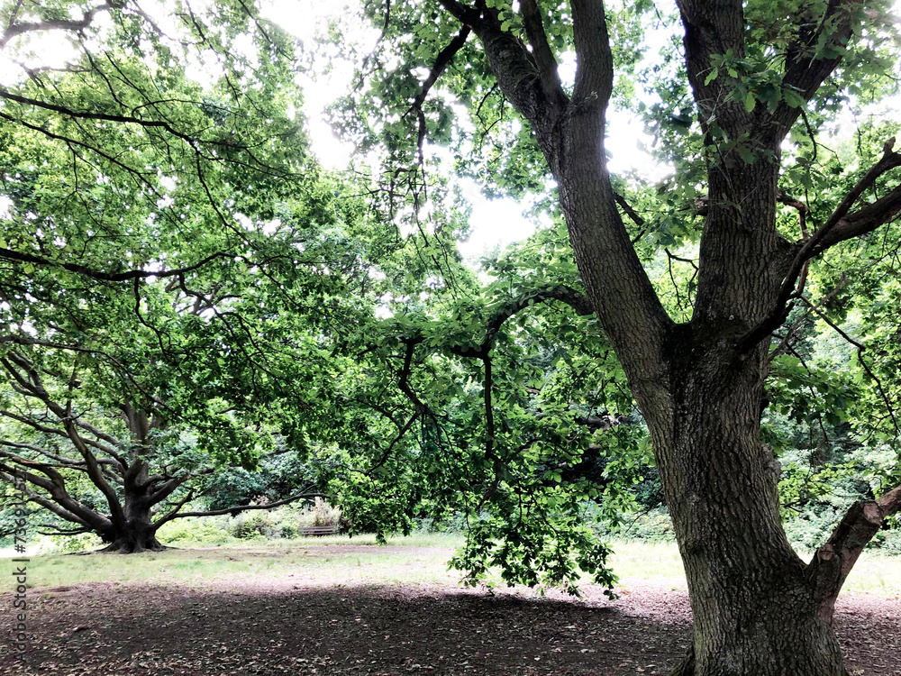 Obraz premium Forest in spring or autumn. path for jogging and sports, yoga, sports and healthy lifestyle, reboot, benefits of fresh air, caring for nature and environment