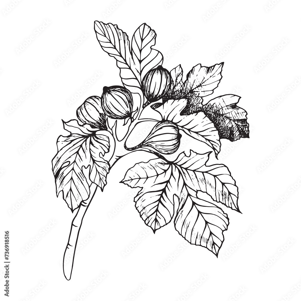 fig figa branch line graphic tree leaf leaves fig figa branch line graphic tree leaf leaves