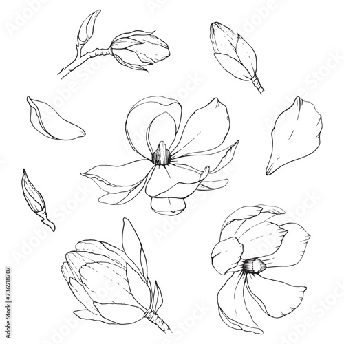 magnolia petal flower black line stamen