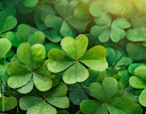 Green clover full background for Saint Patrick s Day concept. Top view