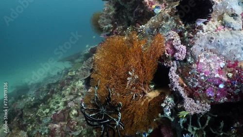 Gorgon in the komodo Archipelago in Indonesia photo