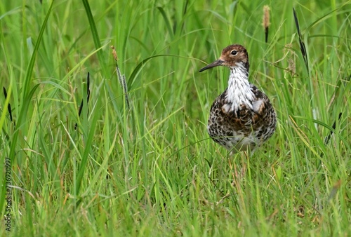 Kampfläufer (Philomachus pugnax) im Schlichtkleid photo