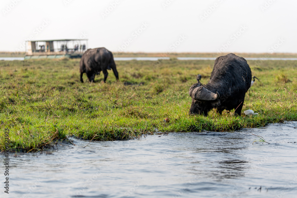 View of the buffalo at Chobe National Park in Botswana View of the buffalo at Chobe National Park in Botswana