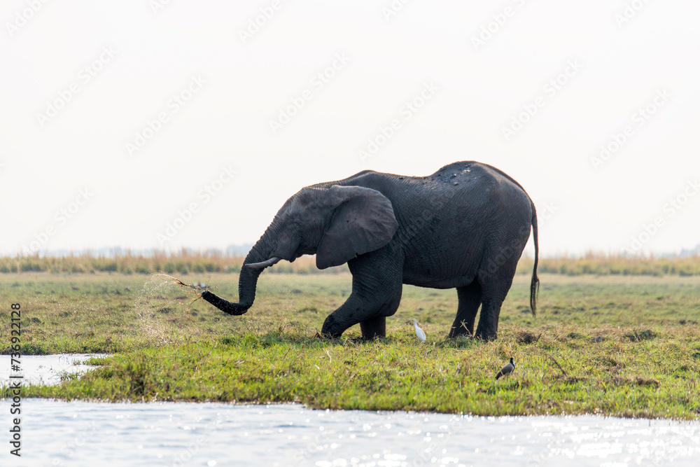 View of the elephant at Chobe National Park in Botswana