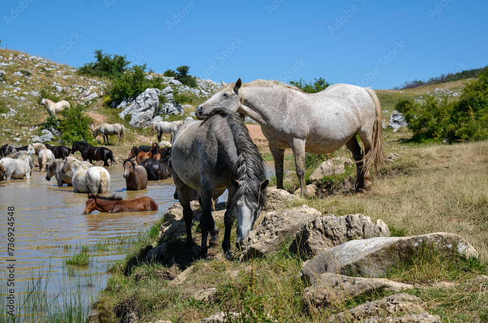 A herd of wild horses. Animals and wildlife. A herd of wild horses. Animals and wildlife.