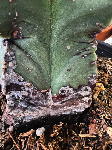 yellow and brown texture on surface of Cactus.damaged from fungle and parasite.The Rust disease photo