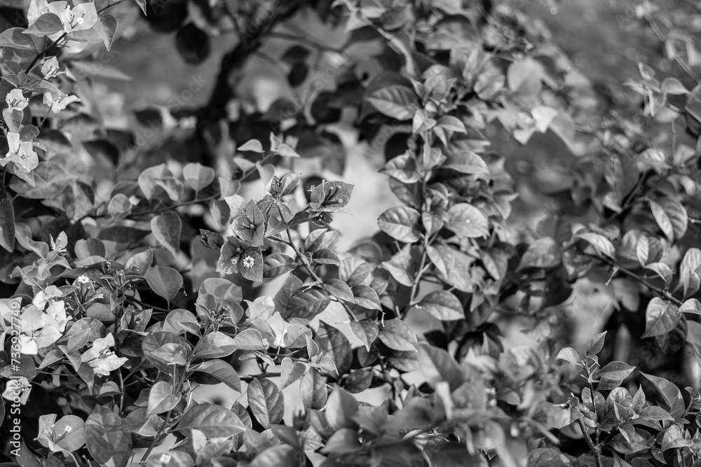 fences surrounded by pink wildflowers,Flowers and leaves against the sun will be more beautiful, all magical from the rays of sunlight spreading across the forest fences surrounded by pink wildflowers,Flowers and leaves against the sun will be more beautiful, all magical from the rays of sunlight spreading across the forest