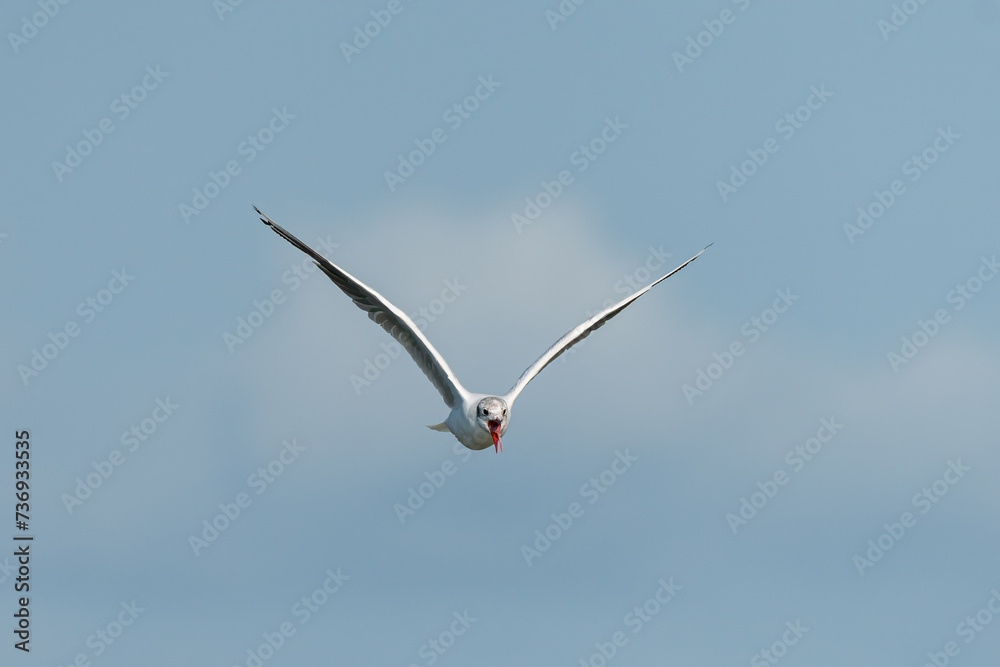 A black headed gull flying on sunny day in summer A black headed gull flying on sunny day in summer