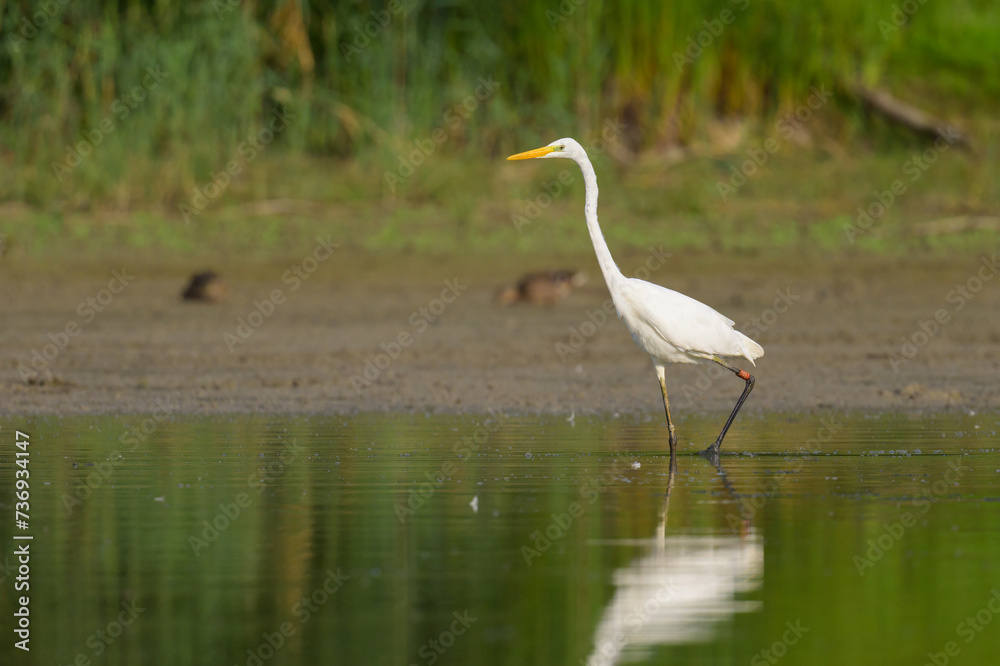 A Great Egret standing in a pond A Great Egret standing in a pond