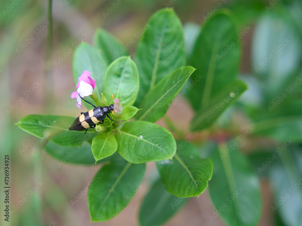 Fototapeta premium Nucleus oculatus is a species of blister beetle, closeup