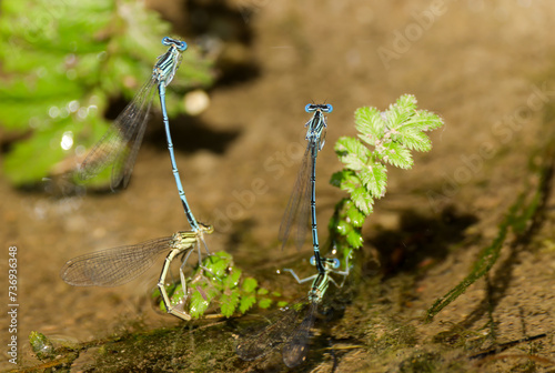 mating blue dragonflies photo