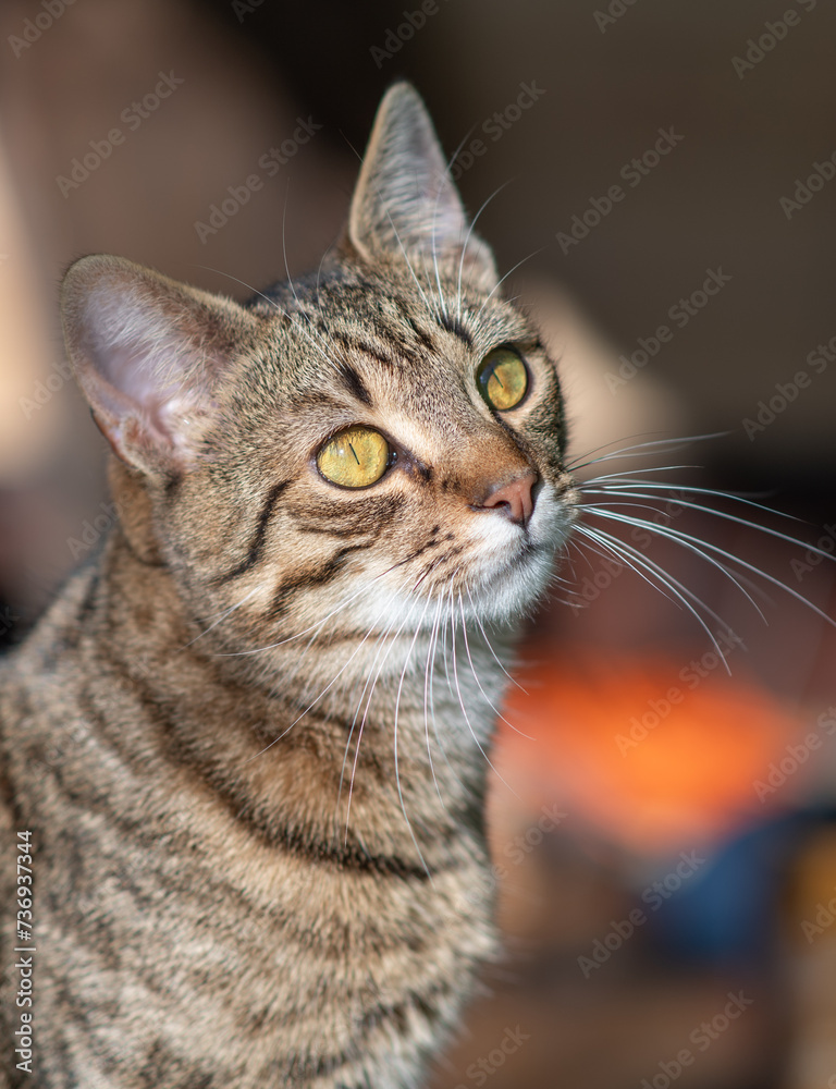 Cat portrait with grey background and green eyes Cat portrait with grey background and green eyes