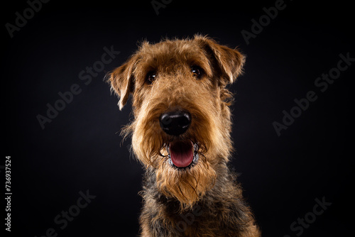 Portrait of an Airedale Terrier in close-up. photo