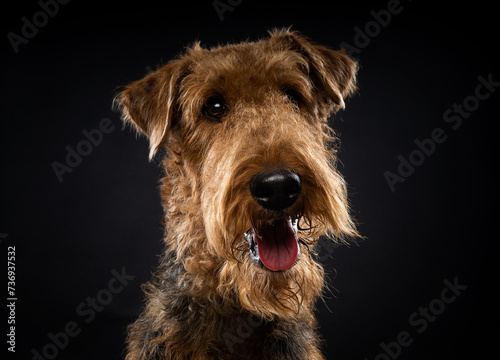 Portrait of an Airedale Terrier in close-up.