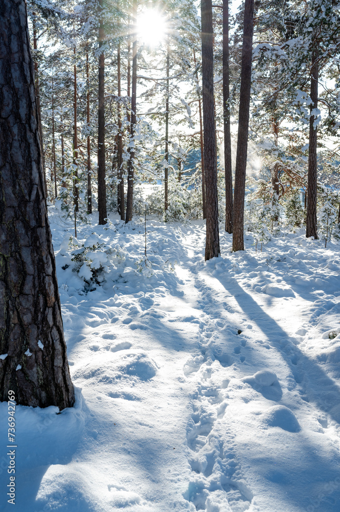Backlight through trees down to trail in snow Backlight through trees down to trail in snow