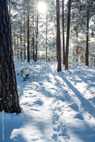 Backlight through trees down to trail in snow photo