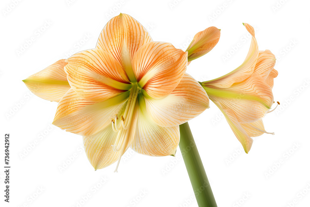 Elegant Peach Amaryllis Flower with Soft Petals and Delicate Texture on Green Stalk Isolated on White Background Elegant Peach Amaryllis Flower with Soft Petals and Delicate Texture on Green Stalk Isolated on White Background