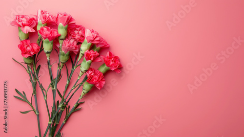 Elegant Carnation Flowers on a Vibrant Pink Background