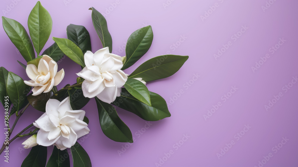 Elegance in Bloom: Gardenias on Lavender Elegance in Bloom: Gardenias on Lavender