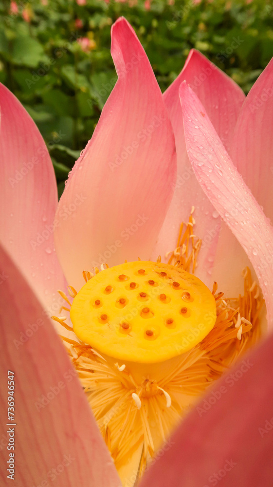 bright blooming pink water lotus flower growing among lush green leaves on calm pond bright blooming pink water lotus flower growing among lush green leaves on calm pond