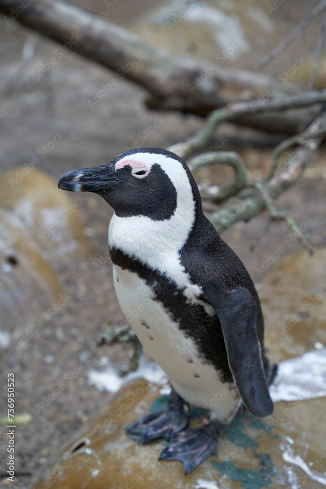 Naklejka premium African penguin (Spheniscus demersus) in the wild