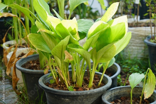 Fingerroot or Chinese’s Ginger. herbs in plant pot. with morning light. homegrown or urban farming. organic food or eating healthy. nature background. photo