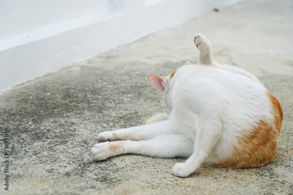 Fototapeta premium adorable white and orange cat sitting and cleaning ass, rear view on the cement floor with copy space. animal portrait.