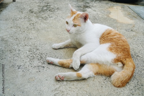 adorable white and orange cat lying and staring something on the cement floor with copy space. animal portrait.
