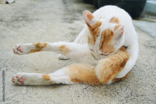 adorable white and orange cat lying and licking leg on the cement floor with copy space. animal portrait.