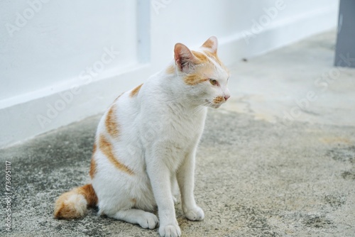 adorable white and orange cat sitting on the cement floor with copy space. animal portrait.